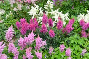 20 Deer-Resistant Shade Plants Perfect for Most Yards Picture