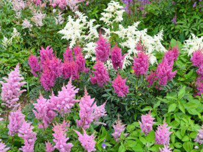 A 20 Deer-Resistant Shade Plants Perfect for Most Yards