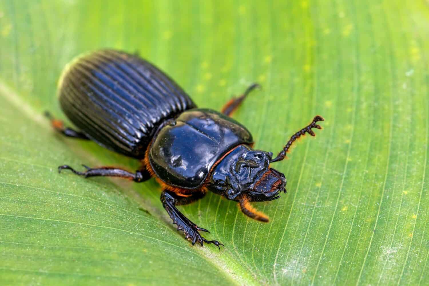 Big beetles, insect Patent-leather beetle or horned passalus (Odontotaenius disjunctus) walking on green leaf, San Gerardo Costa Rica wildlife
