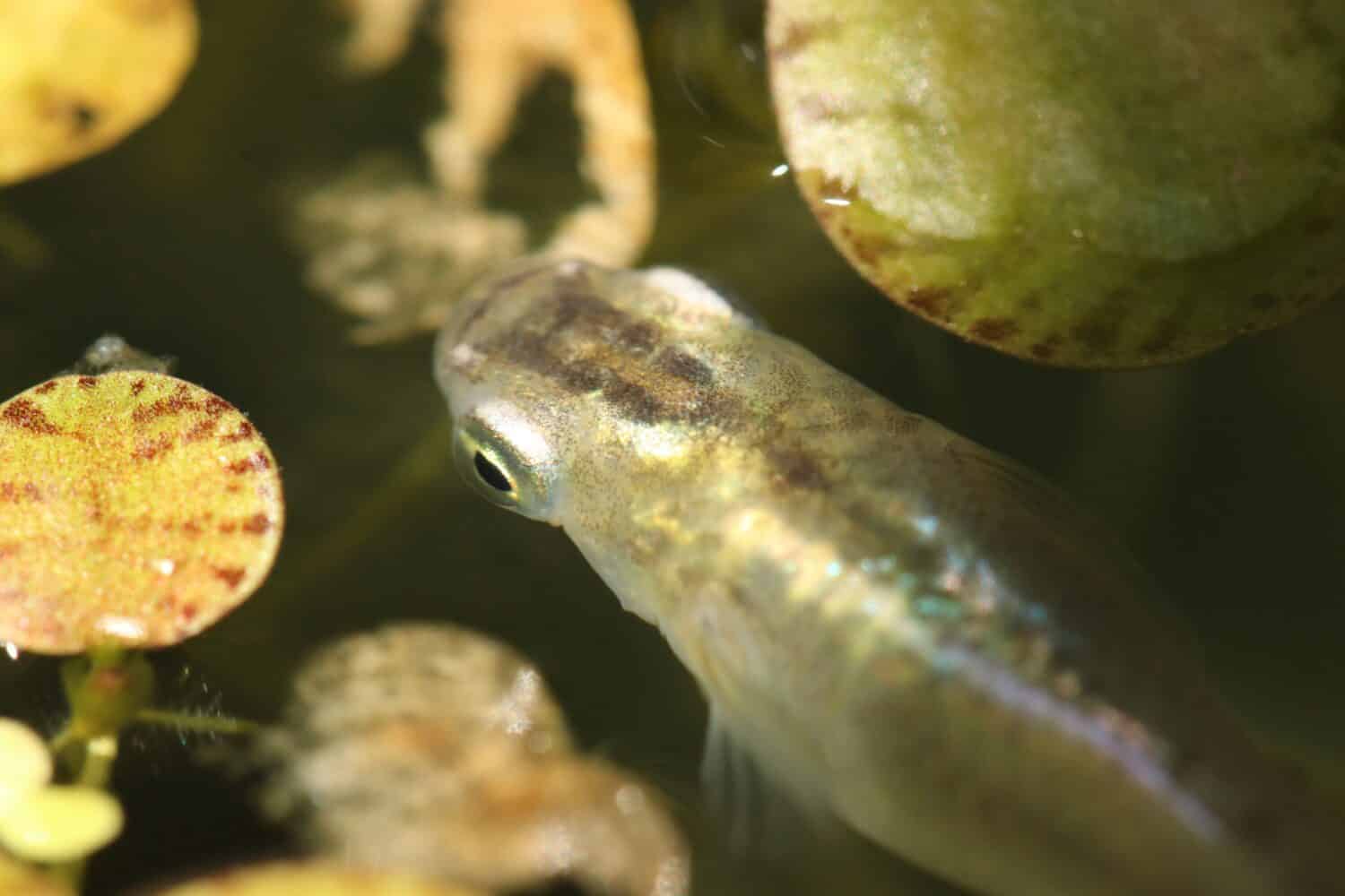 Japanese black gold and silver  shinny colored aquarium Killifish “Medaka” ricefish head part, closeup macro photography taken from above.