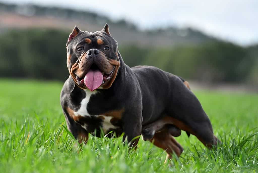 a american bully extreme dog in the field