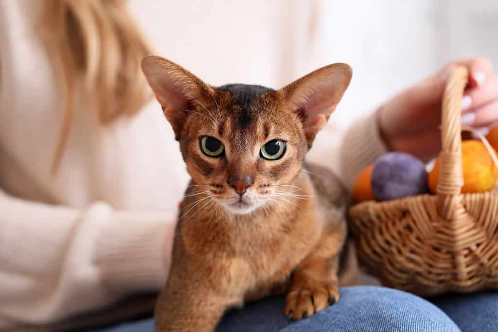 Woman with cute Abyssinian cat and Easter eggs at home, closeup
