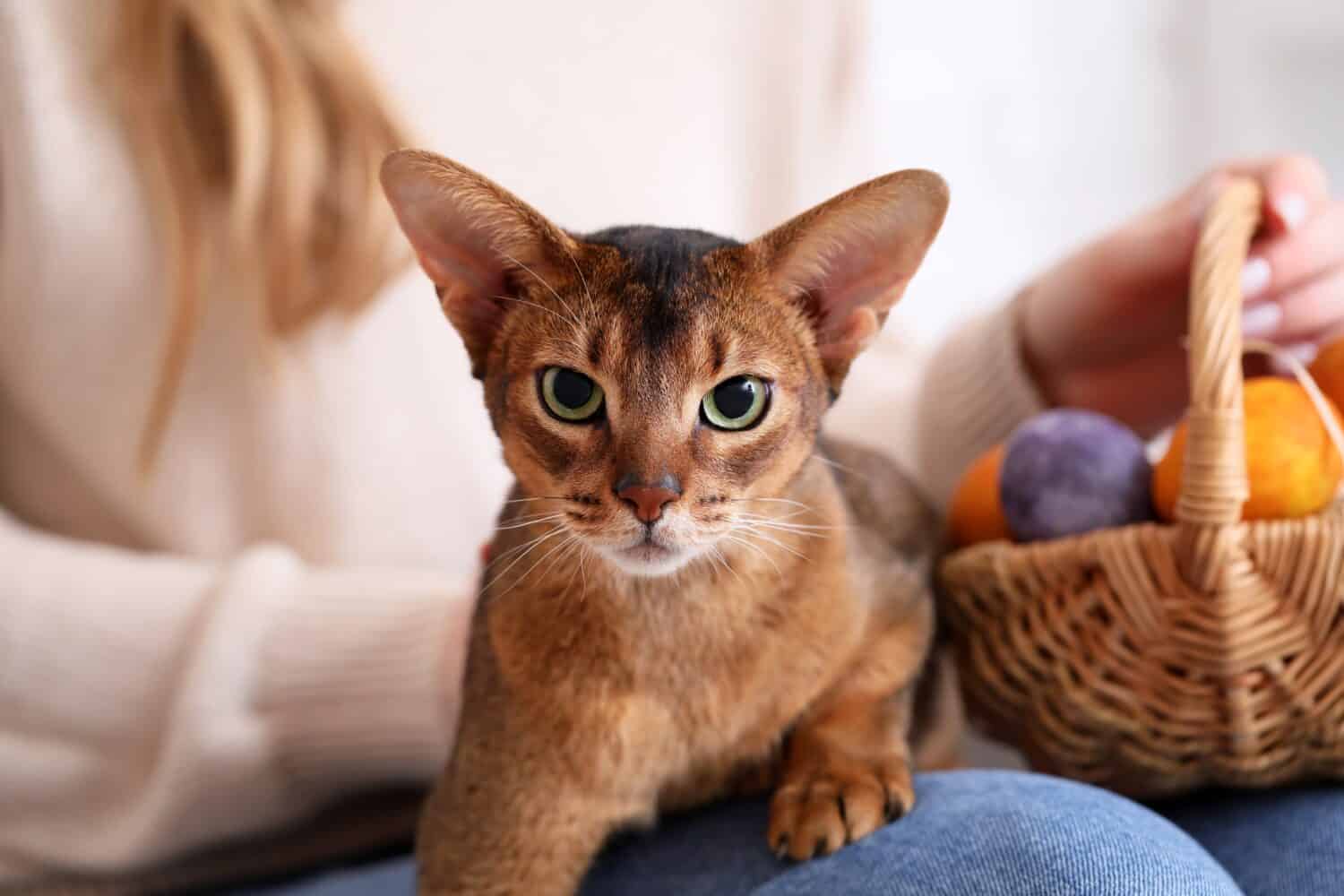 Woman with cute Abyssinian cat and Easter eggs at home, closeup