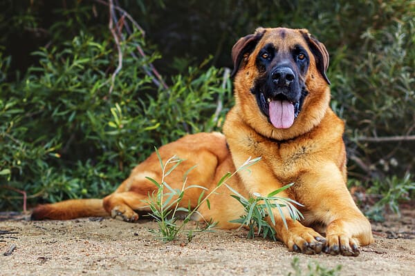 German Shepherd and Mastiff: Everything You Need to Know About the Mix ...