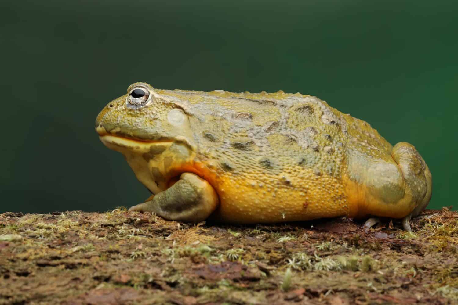 The African Giant Bullfrog (Pyxicephalus adspersus) is the world's second largest species of frog after the goliath frog.