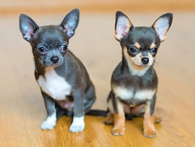 A Are Chihuahuas the Most Troublesome Dogs? 10 Common Complaints About Them 