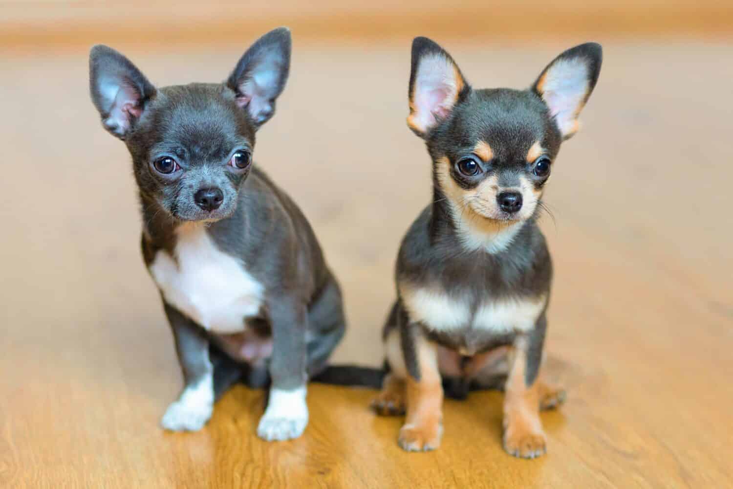 chihuahua puppies blue and brown color. pet adoption