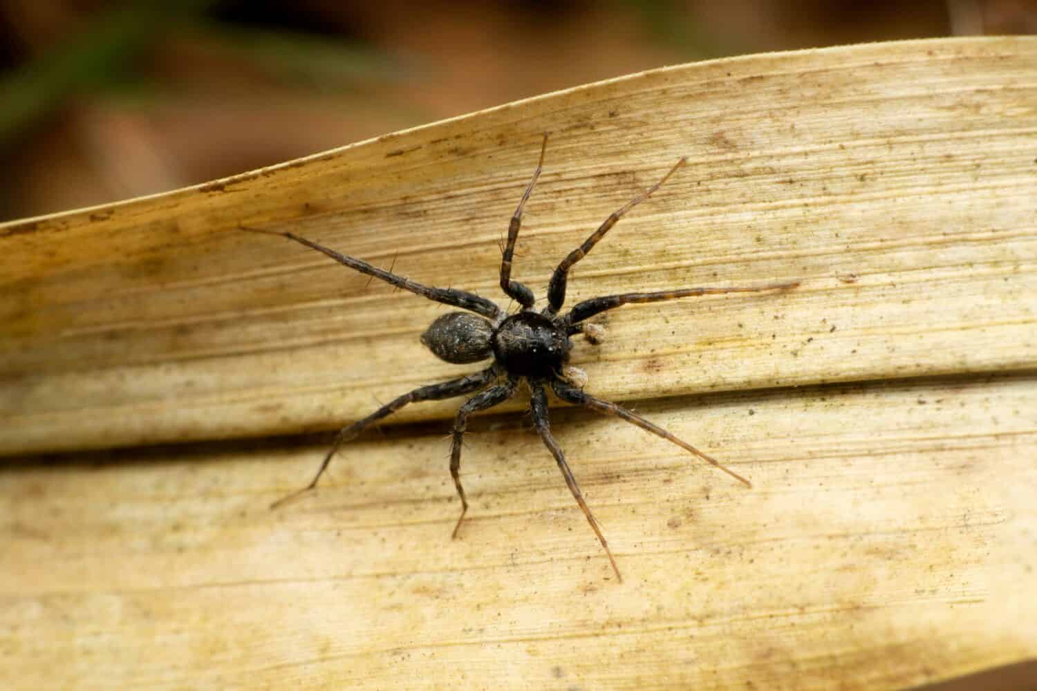 A close-up of a black wolf spider. 