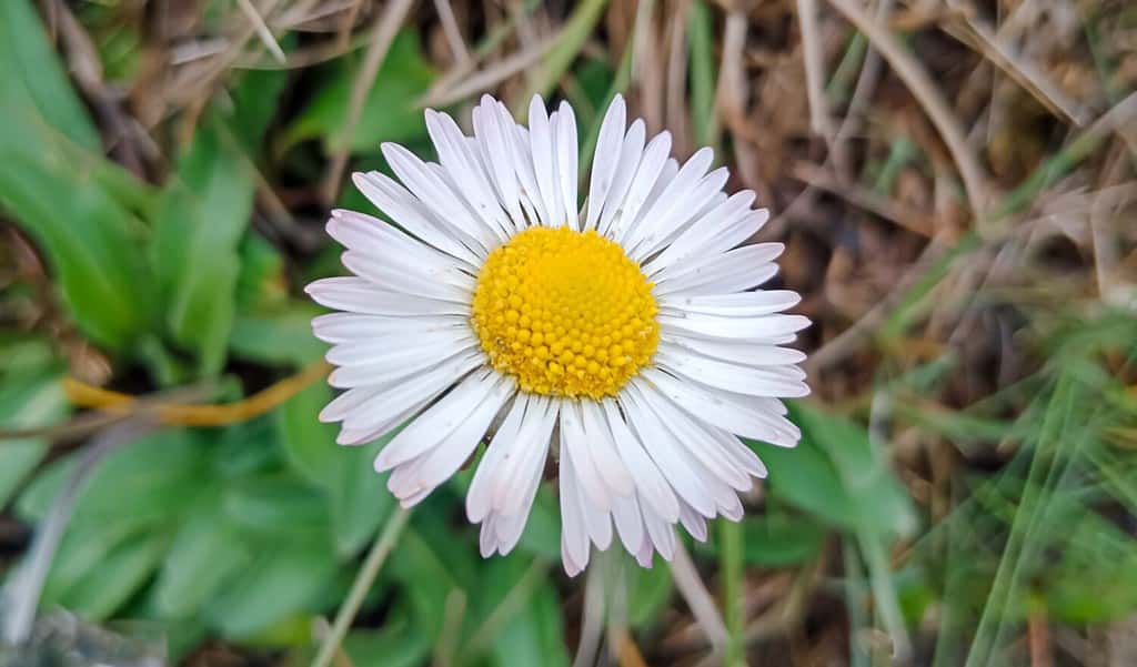 Bellis perennis, the daisy Flower Background