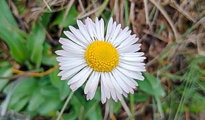 English Daisy Plants: Everything You Need to Know Picture