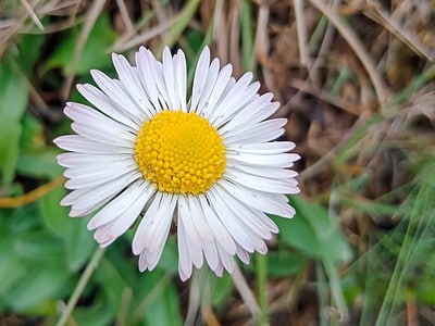 A English Daisy Plants: Everything You Need to Know