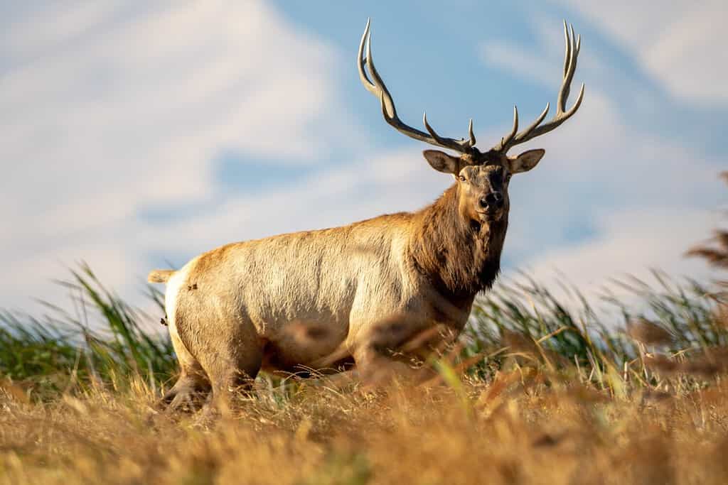 Tule Elk bull standing in the windy California Grizzly Island marshland