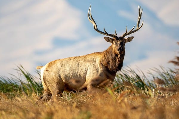 Huge! The Largest Elk Ever Caught in California - A-Z Animals