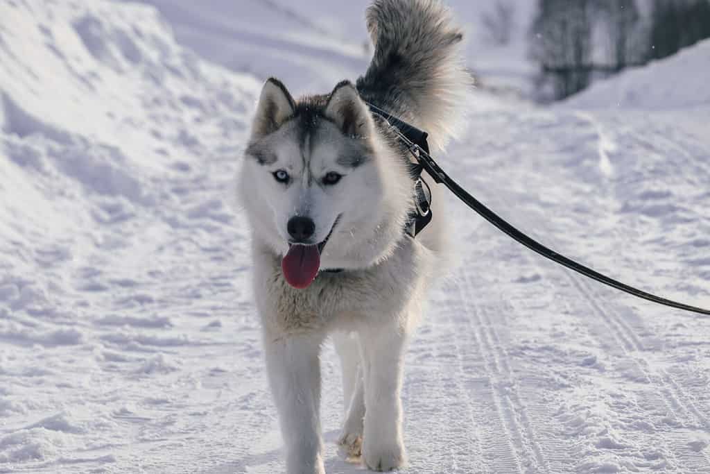 Husky dog ​​walks in winter. Dog walks in the snow. Siberian Husky with different eyes. Heterochromia in the Siberian Husky. Husky in winter. Dog on a leash.