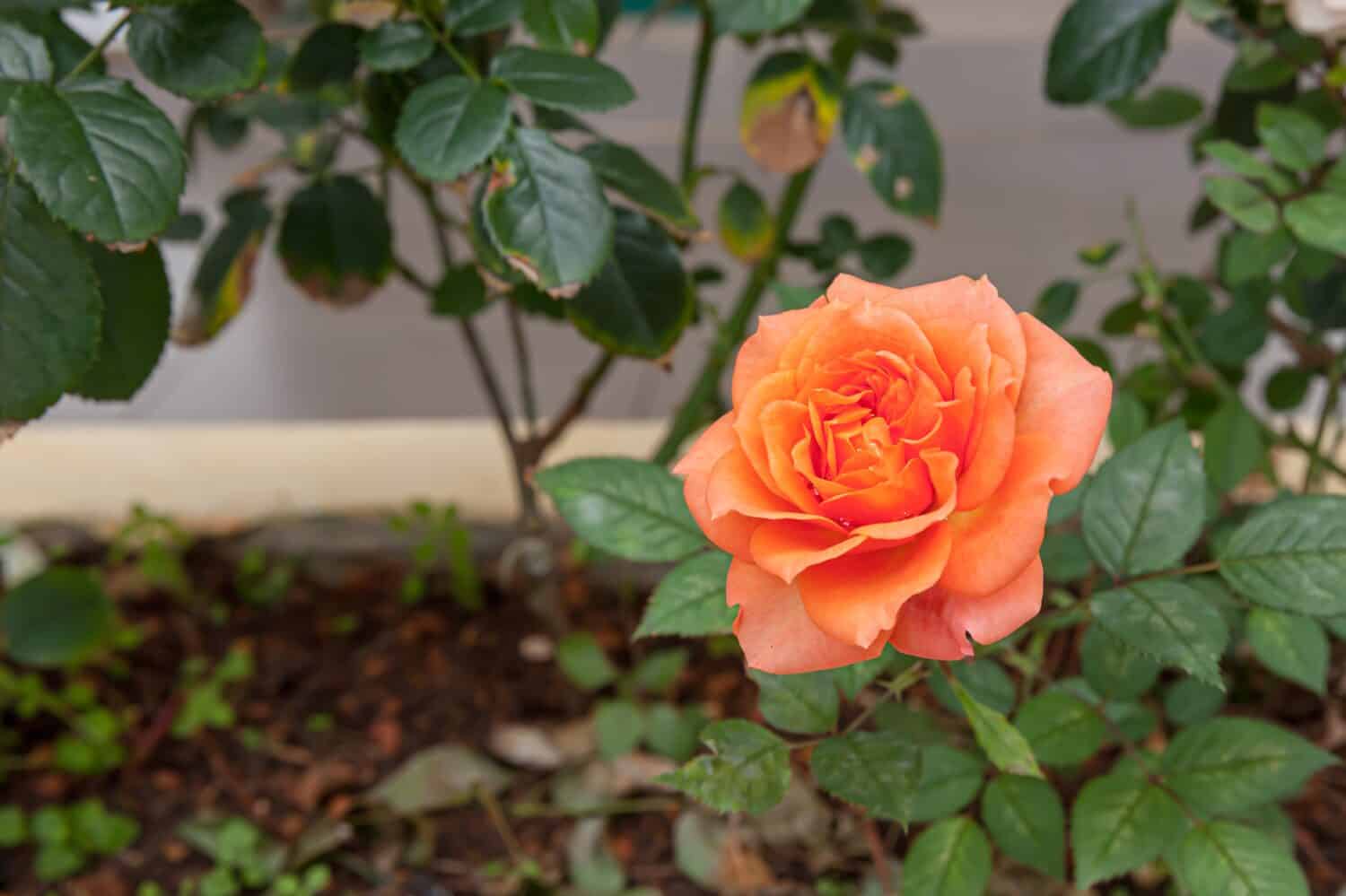 Orange pink hybrid tea rose also know as Rosa Voodoo blooming in the garden