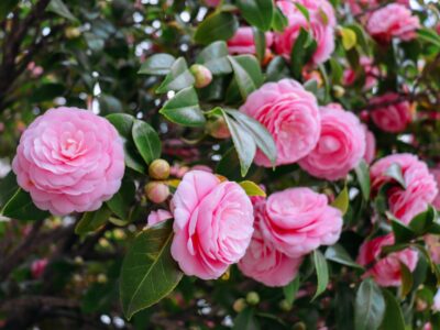 A The 15 Best Shrubs to Plant in Louisiana