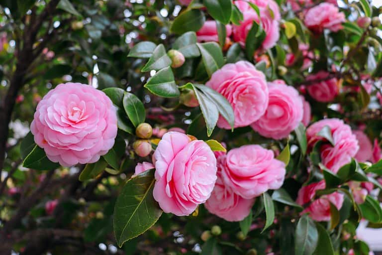 Japanese Camellia (Camellia japonica) in sunny spring. Pink rose like blooms camellia flower and buds with evergreen glossy leaves on shrub. Beautiful flowers.