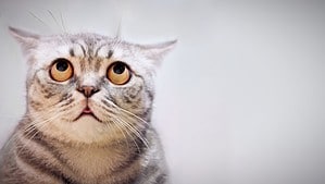 Discover How Far Cats Can Smell a Scent Picture
