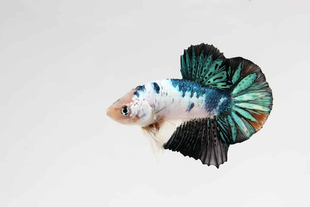 white green betta fish , monster dragon scales betta fish