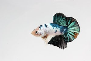 12 Incredible Betta Fish Facts That Make Them So Unique Picture