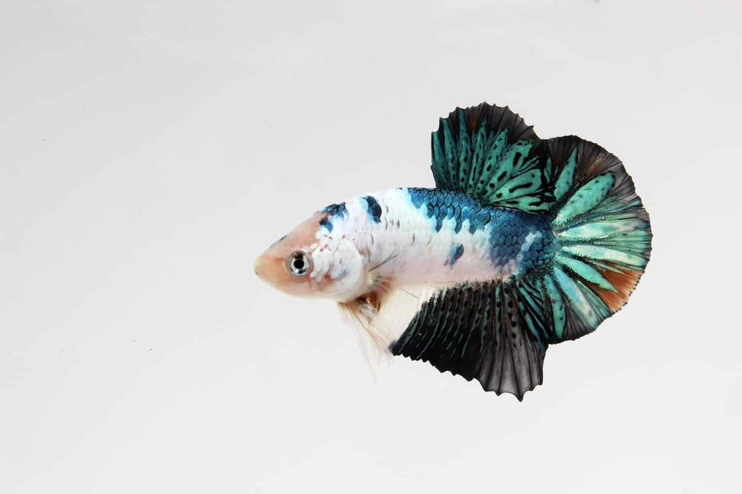 white green betta fish , monster dragon scales betta fish