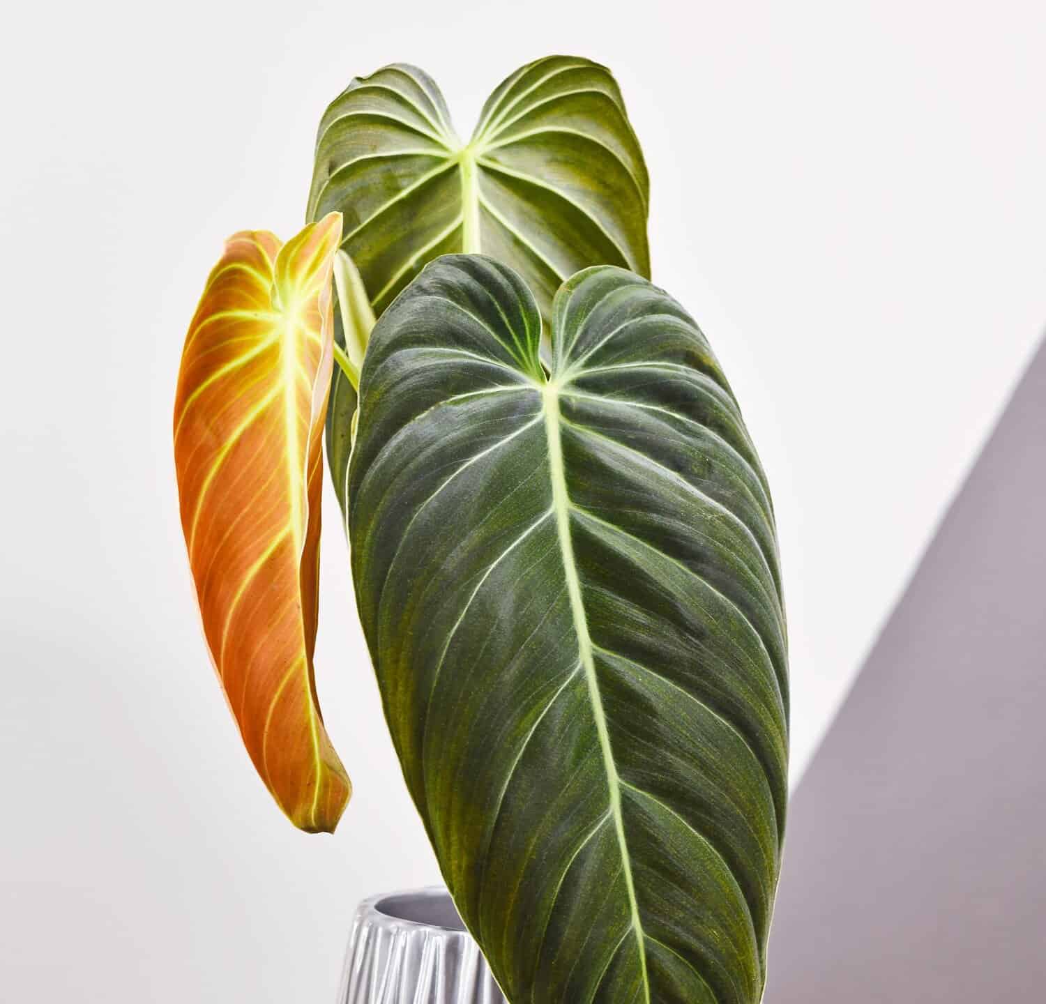 Tropical 'Philodendron Melanochrysum' houseplant with long velvet leaves in flower pot on table