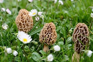 Morel Mushroom Prices in 2024: What to Expect When Buying Picture