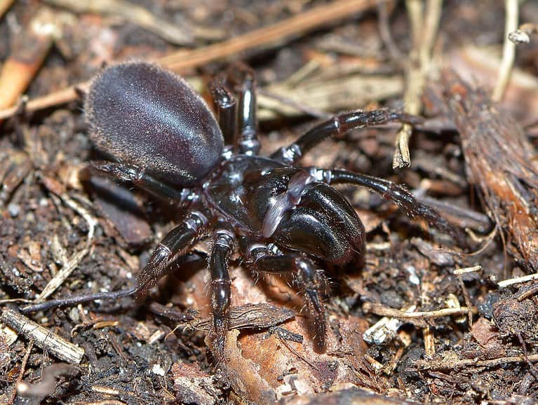Closeup picture of the black European purseweb spiders Atypus piceus (Araneae: Atypidae), an atypical tarantula photographed in a heathland in southern Germany.