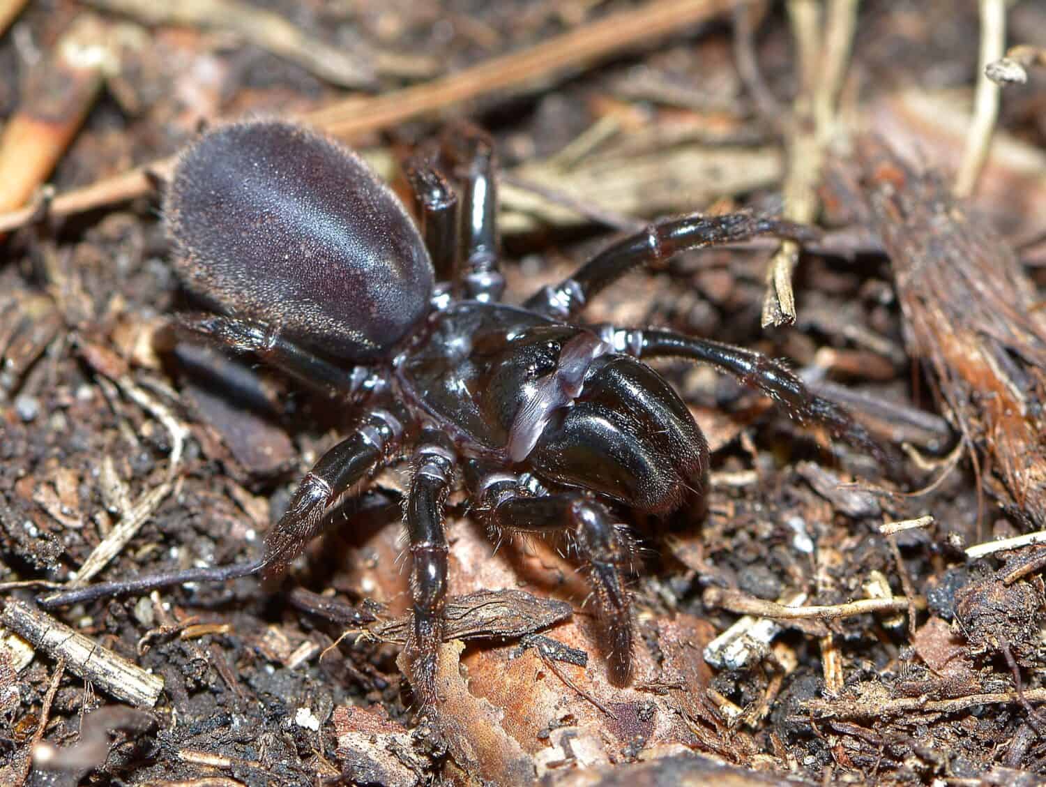 Closeup picture of the black European purseweb spiders Atypus piceus (Araneae: Atypidae), an atypical tarantula photographed in a heathland in southern Germany.