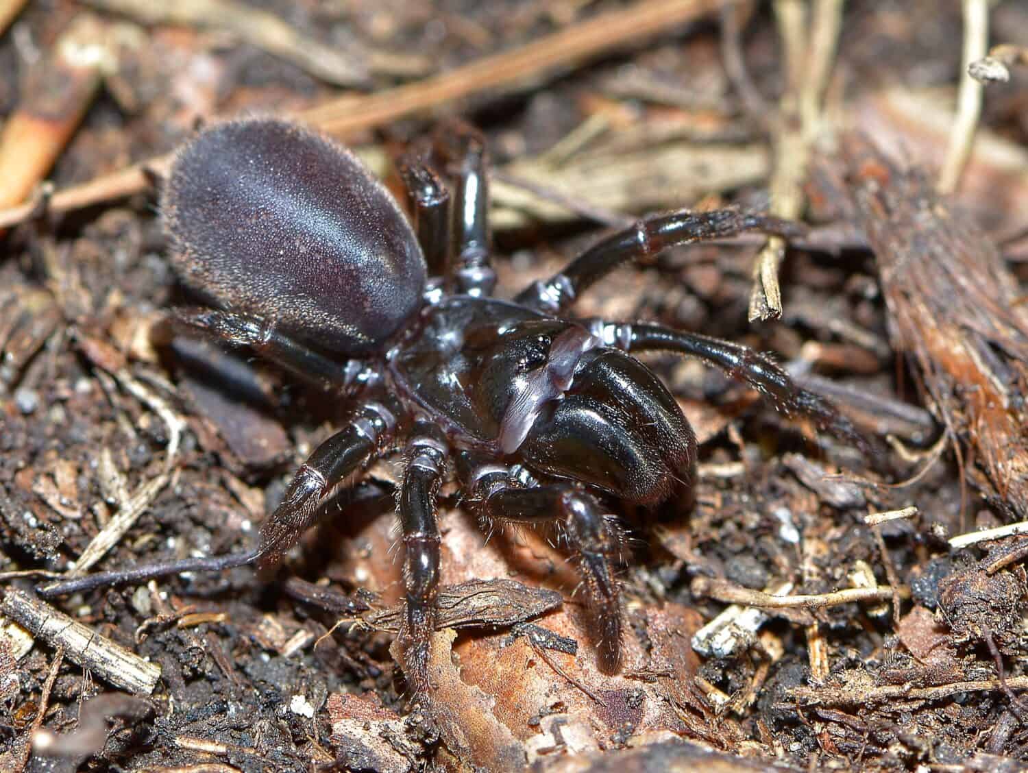 A macro shot of a purseweb spider in Yellowstone National Park.