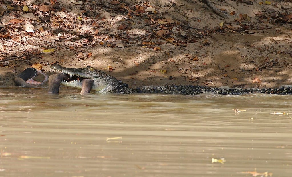 Crocodile eating Python Darwin NT