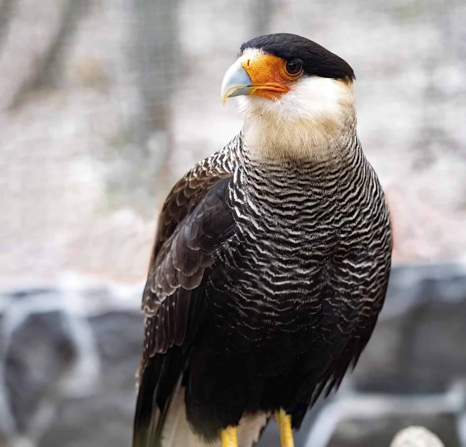 Crested caracara, Polyborus plancus, a brightly colored predator, inhabits a large area.