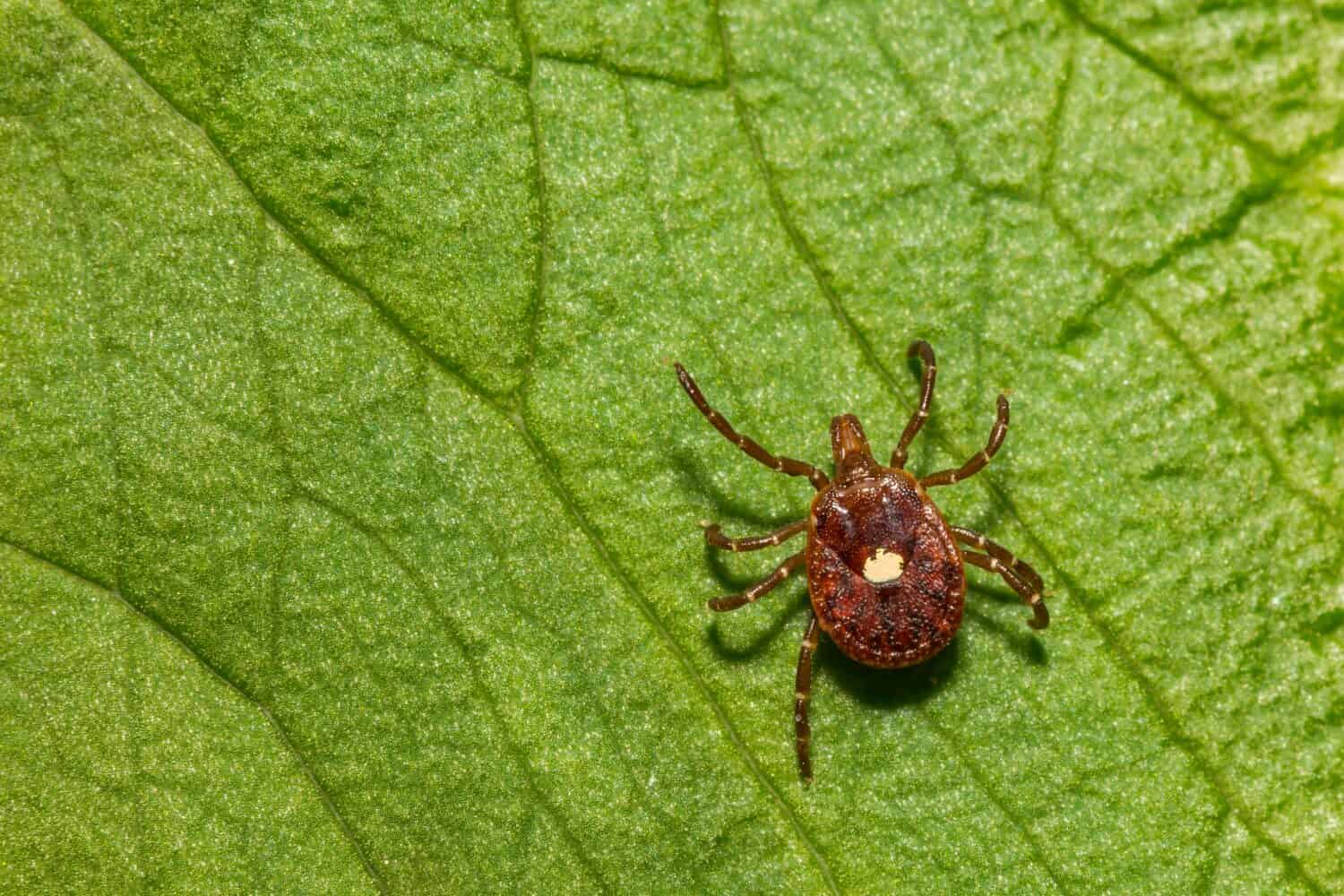 Lone Star Tick - Amblyomma americanum