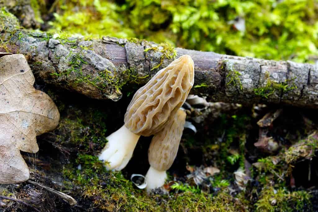 Black morel - Morchella elata Morchella conica complex. Morchella, the true morels, is a genus of edible sac fungi closely related to anatomically simpler cup fungi in the order Pezizales