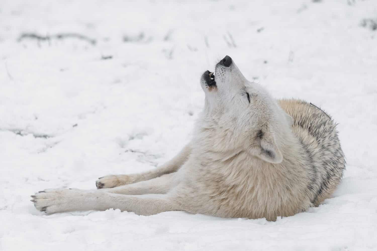 Hudson Bay wolf (Canis lupus hudsonicus) howling.