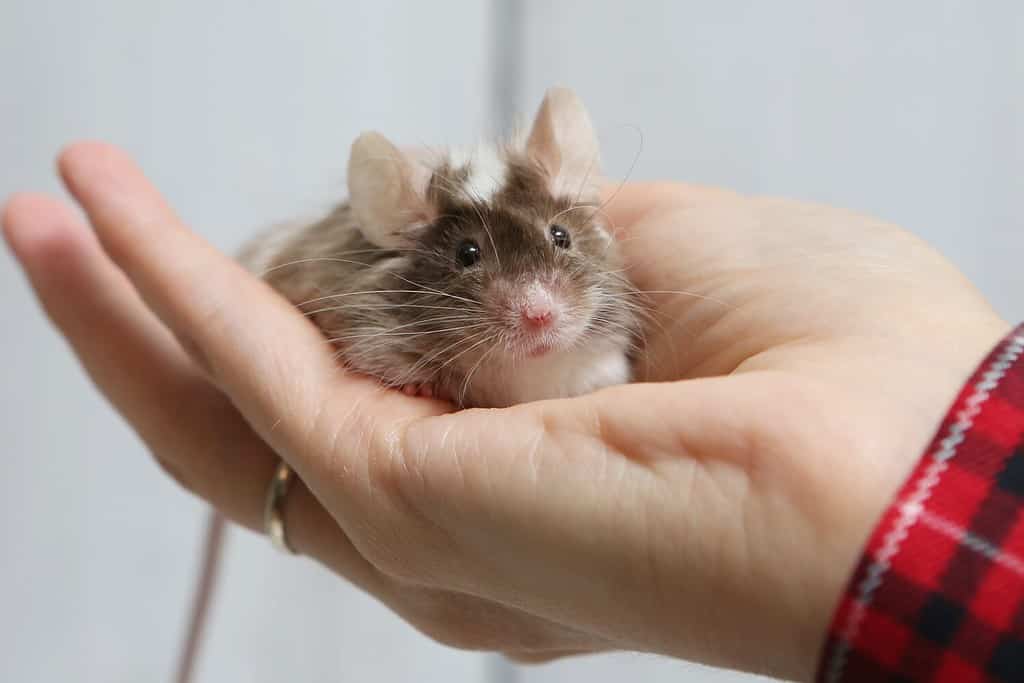 Little pet: mouse on arm. Long haired decorative little mouse. Home animal, fun pet. Cute mice. Bicolor splashed mouse on white background. Decorative satin mouse. Photo of mice, pet. Animal and hand