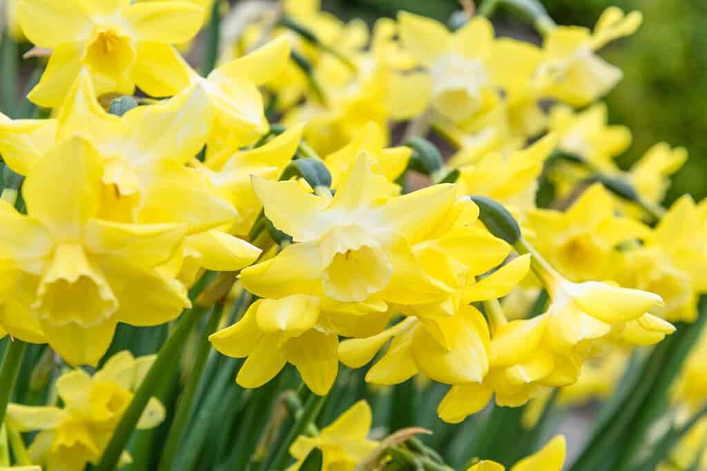 Yellow daffodils in flower, Narcissus Pipit
