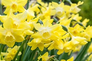 When Do Daffodils Bloom? Discover Peak Season by Zone photo