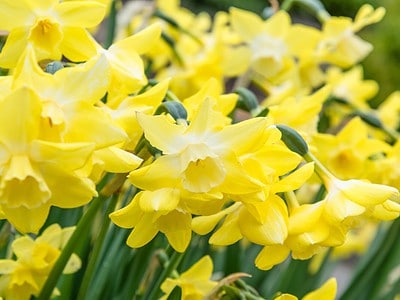 A When Do Daffodils Bloom? Discover Peak Season by Zone