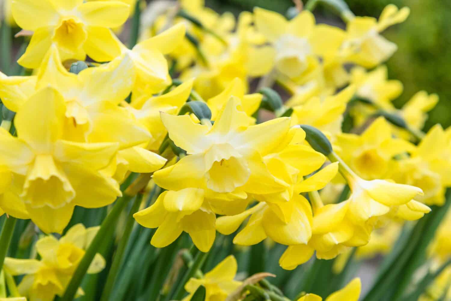Yellow daffodils in flower, Narcissus Pipit