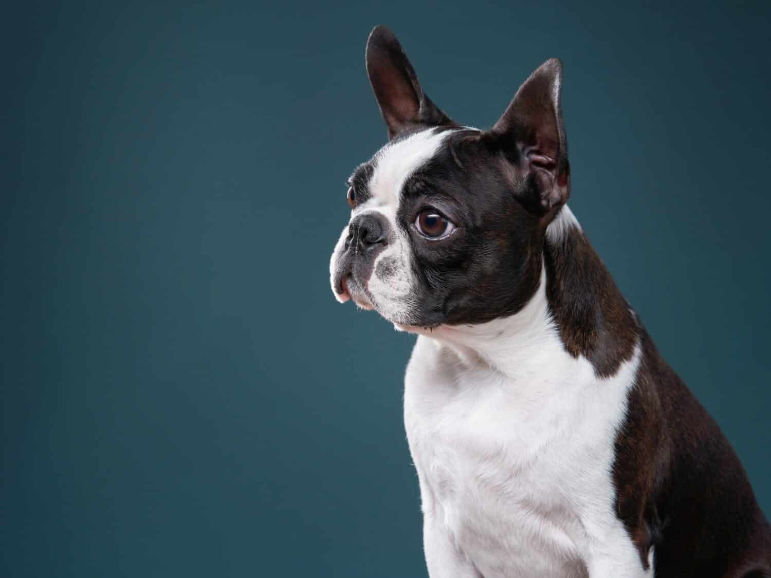 A portrait of a young Boston Terrier. 