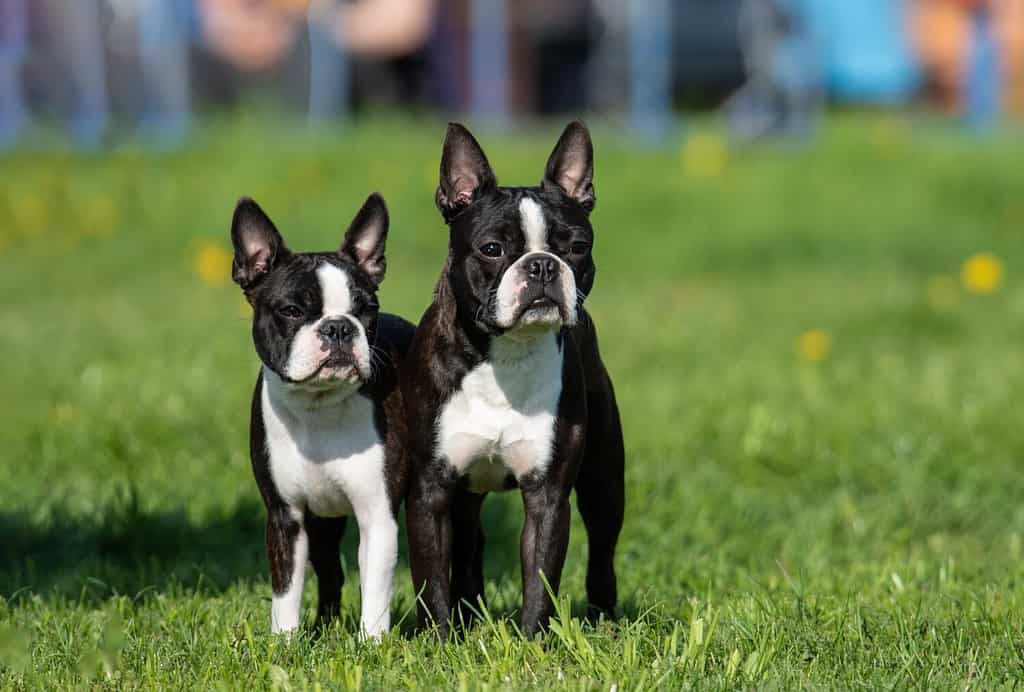 two Boston terriers on the green grass