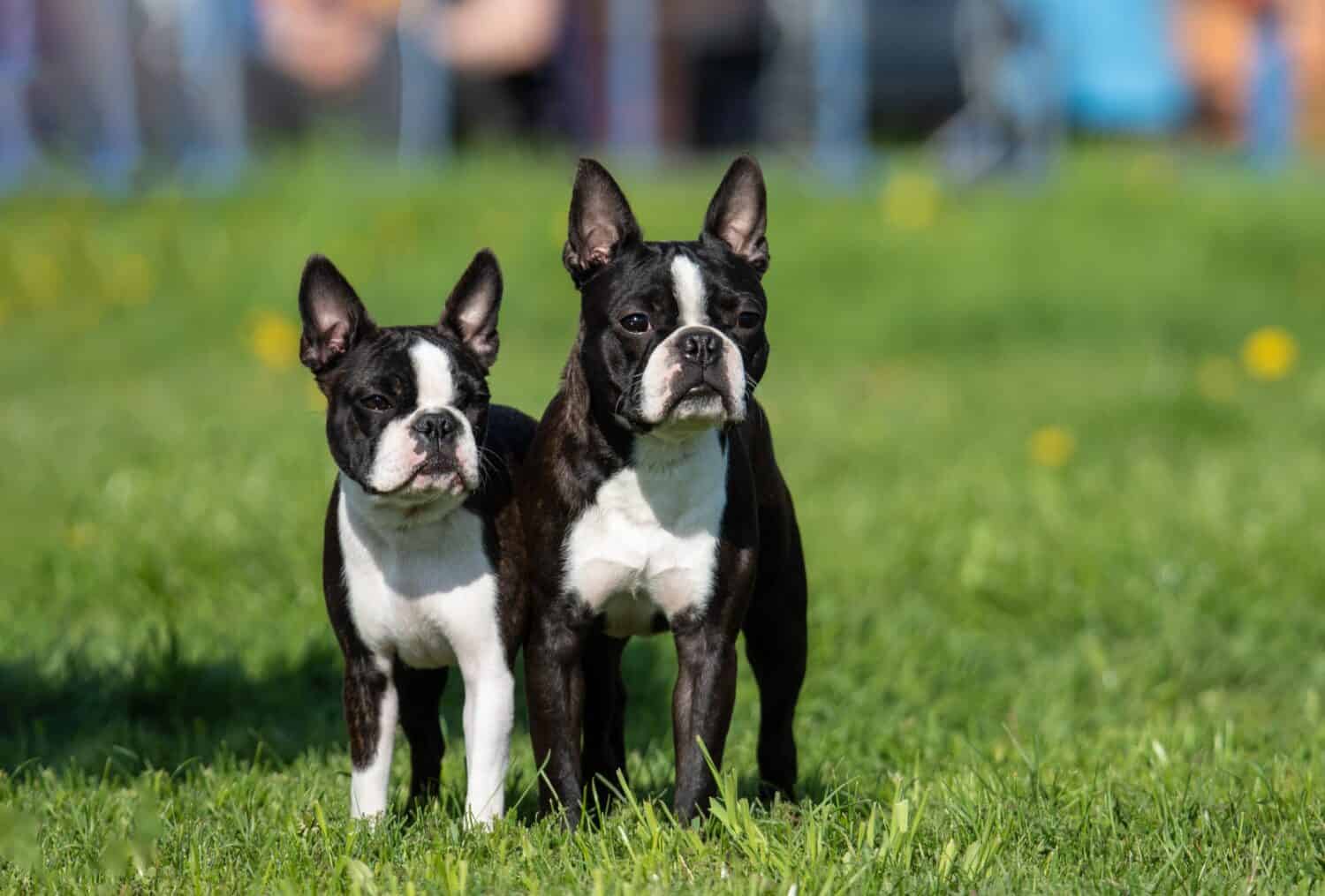 Two Boston Terriers standing on grass. 