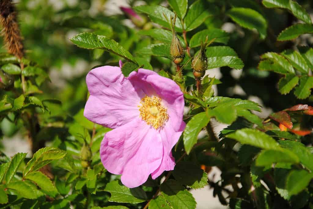Close up of a pink rose of sweet briar or sweetbriar rose or sweet brier or eglantine (Rosa rubiginosa)