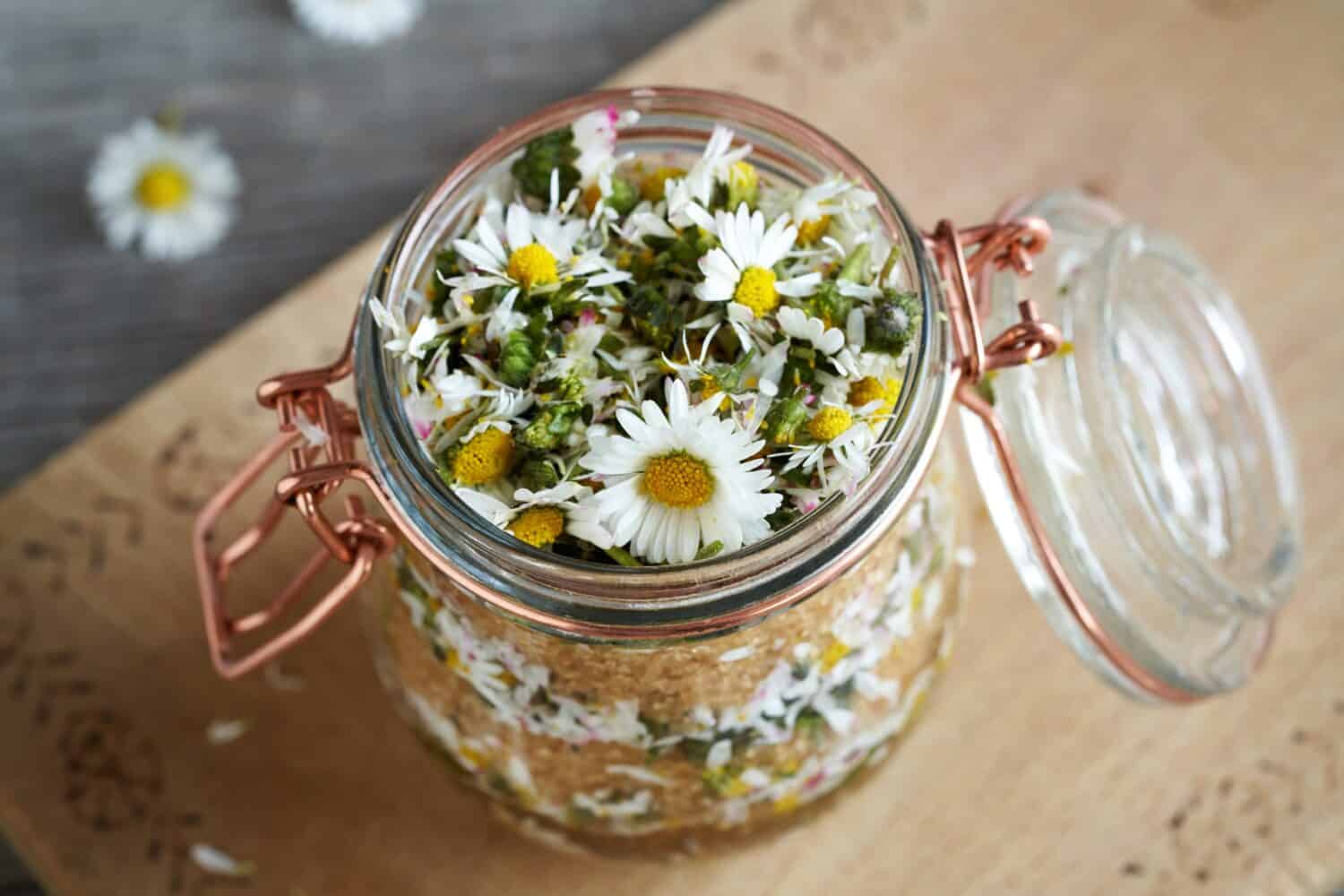 Preparation of herbal syrup from fresh common daisy or Bellis perennis flowers and cane sugar
