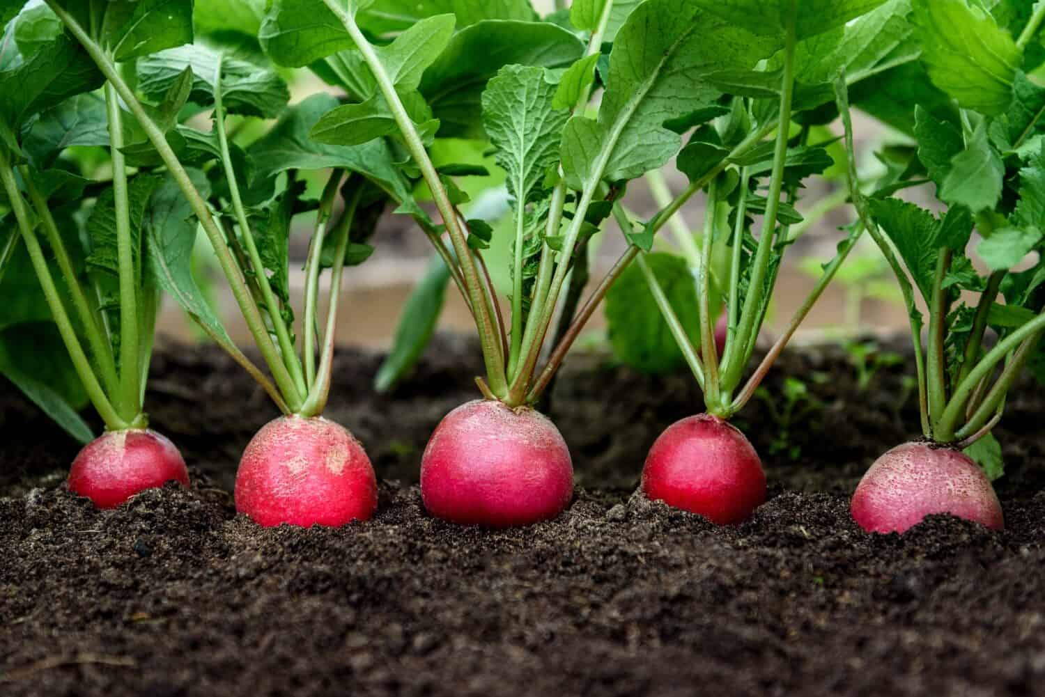 Radish plant growing in soil in garden.