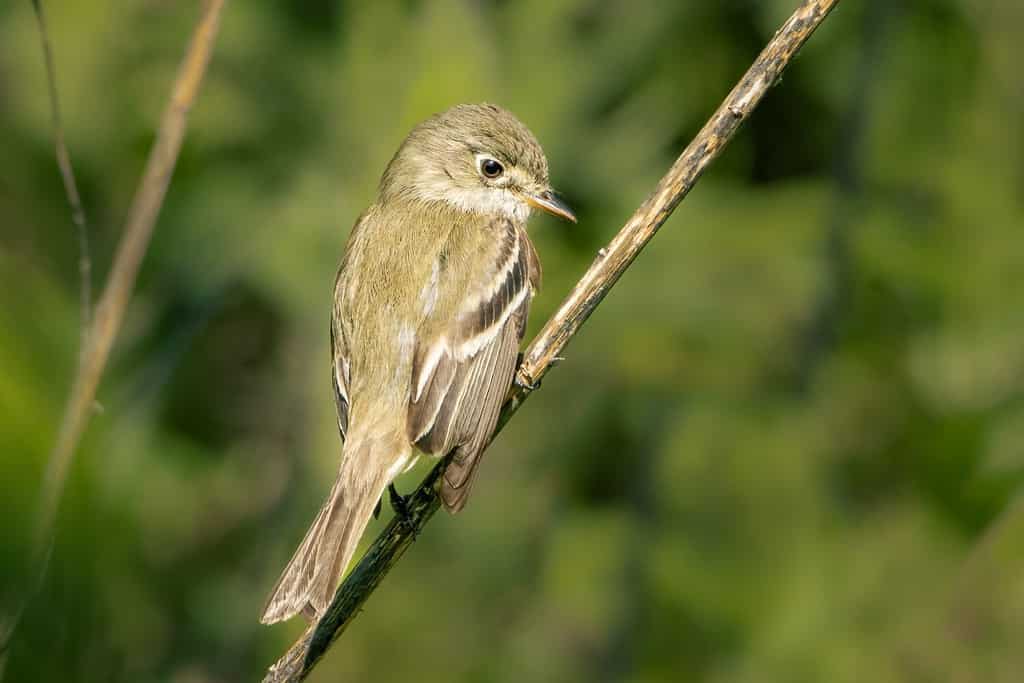 Small least flycatcher bird erched on a branch on an early spring morning
