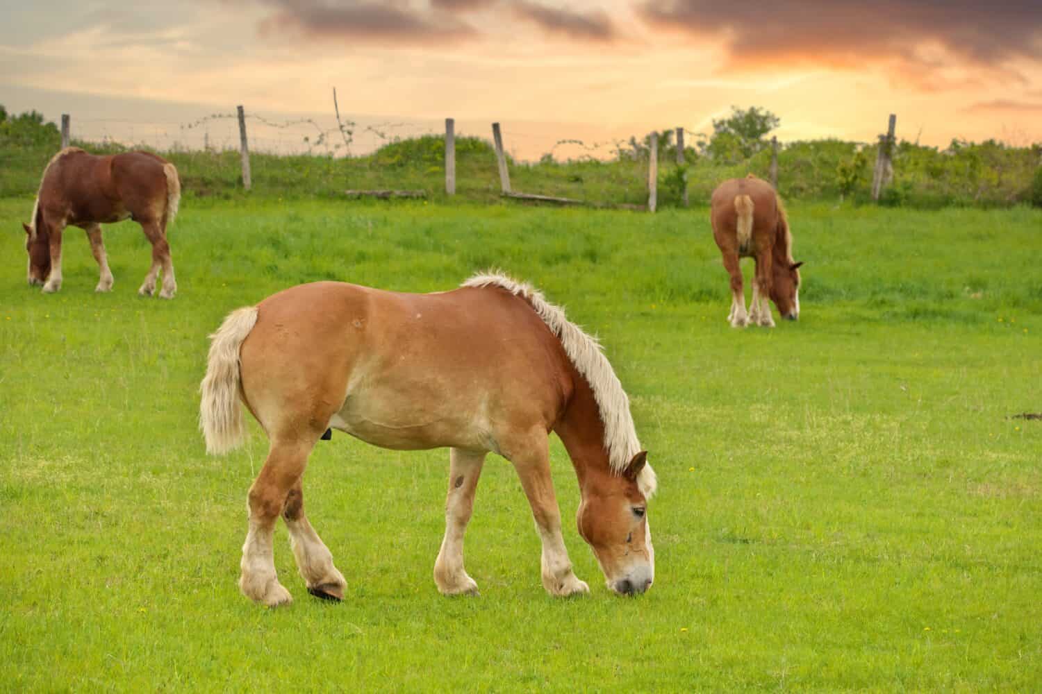Three Male Flaxen Chestnut Horse Stallion Colts Grazing in a Pasture Meadow with a Golden Sunset