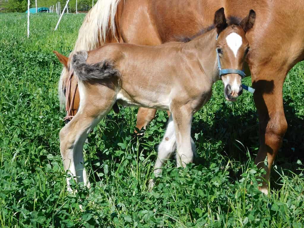 hoarses mare and foal an equine up to one year old; this term is used mainly for horses, but can be used for donkeys. More specific terms are colt for a male foal and filly for a female foal