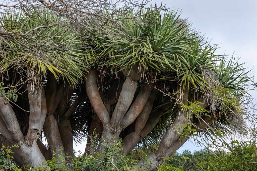 A closeup of a dragon tree(Dracaena draco) against blue sky